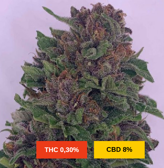 PURPLE LEMONADE - sativa création