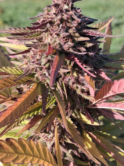 Bubble gum