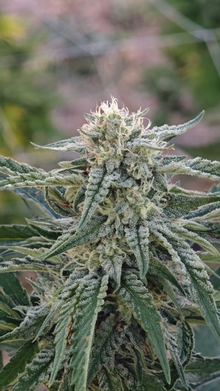 Sommité de plante de chanvre CBD en fleur, couverte de trichomes, cultivée en extérieur