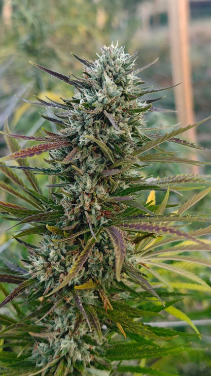 Tropical Fruit Scoop
