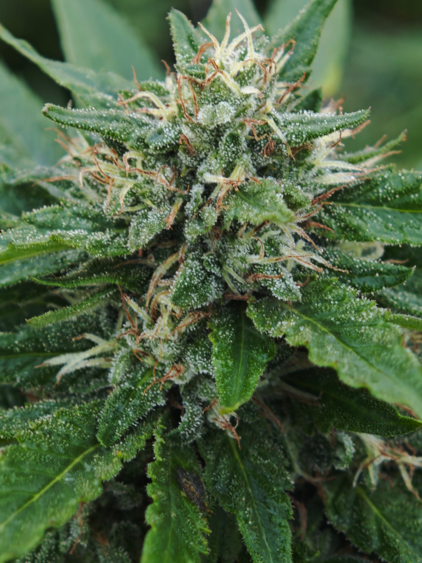 Tropicana Orange Small bud