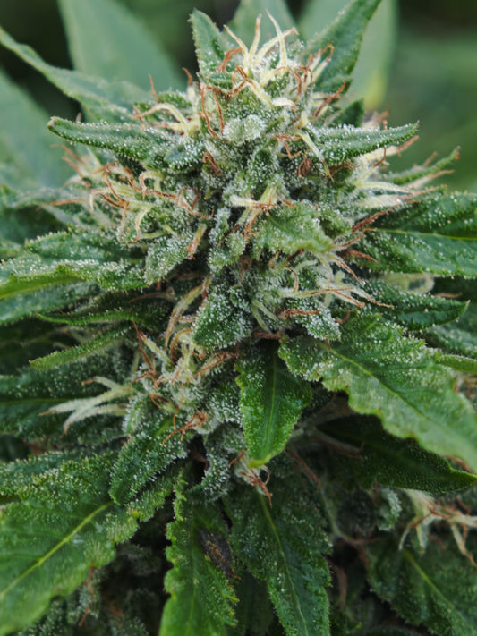 Tropicana Orange Small bud