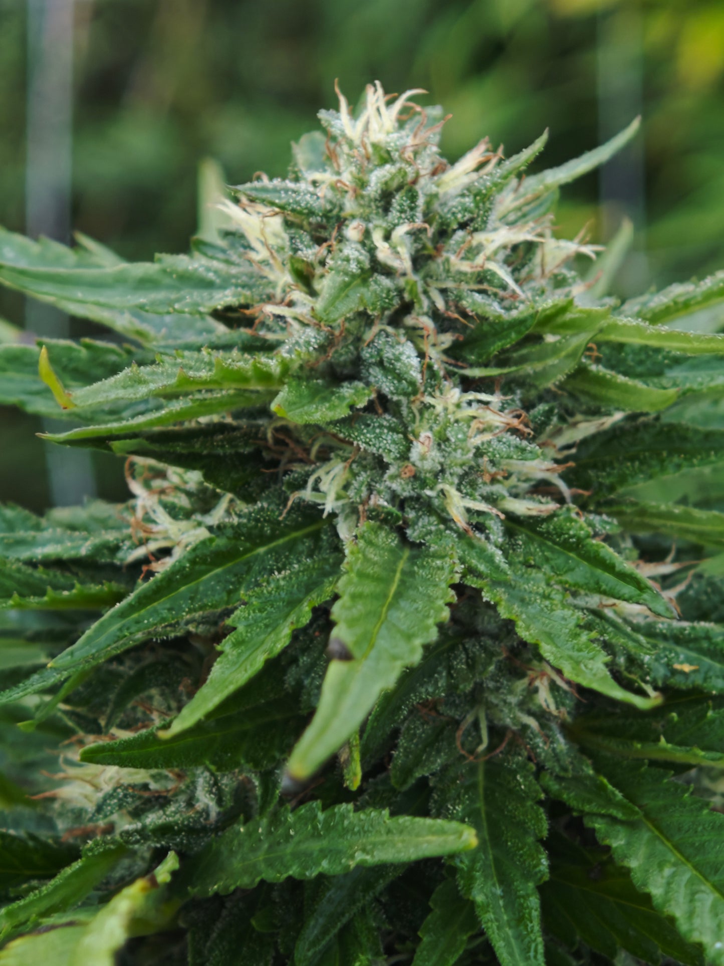 Tropicana Orange Small bud