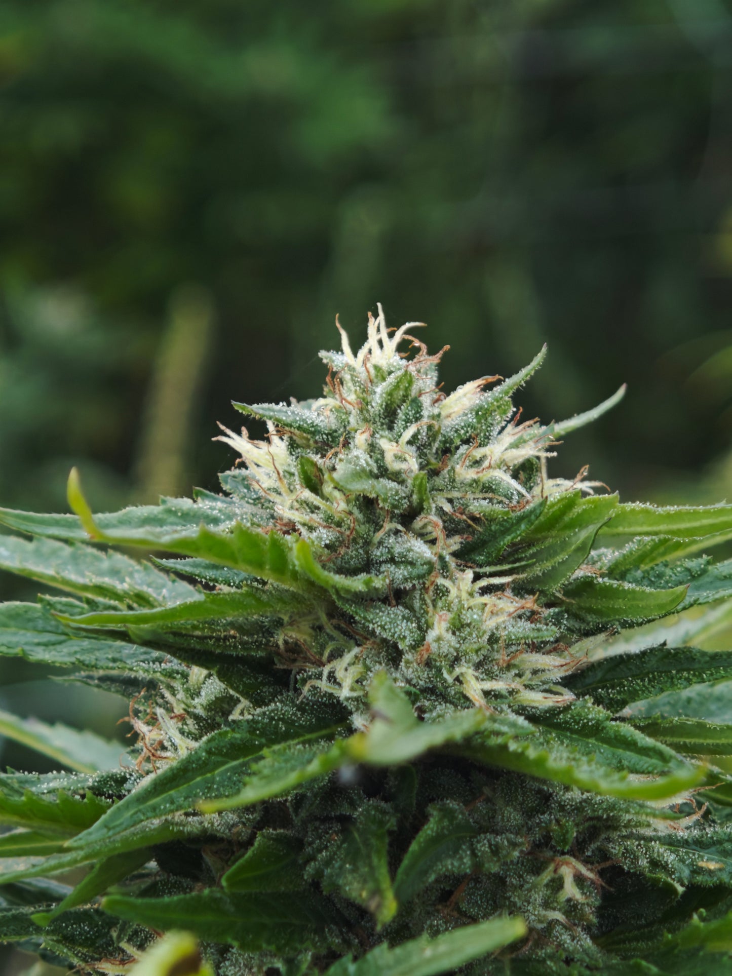 Tropicana Orange Small bud