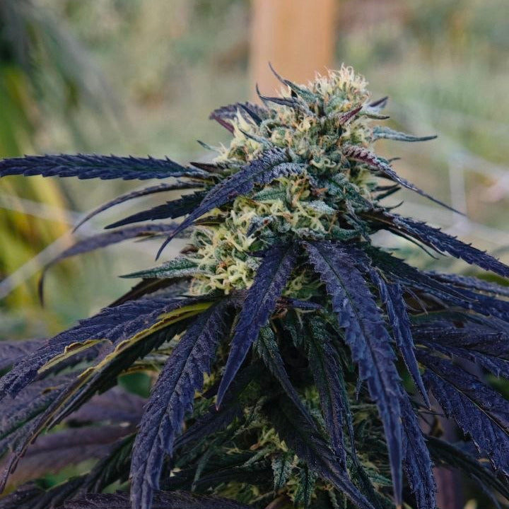 Zombie Kush – VENKOVNÍ PĚSTOVÁNÍ