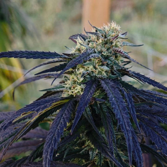 Zombie Kush - OUTDOOR